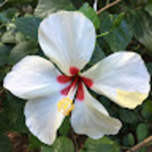 Meet your Posher, Judy